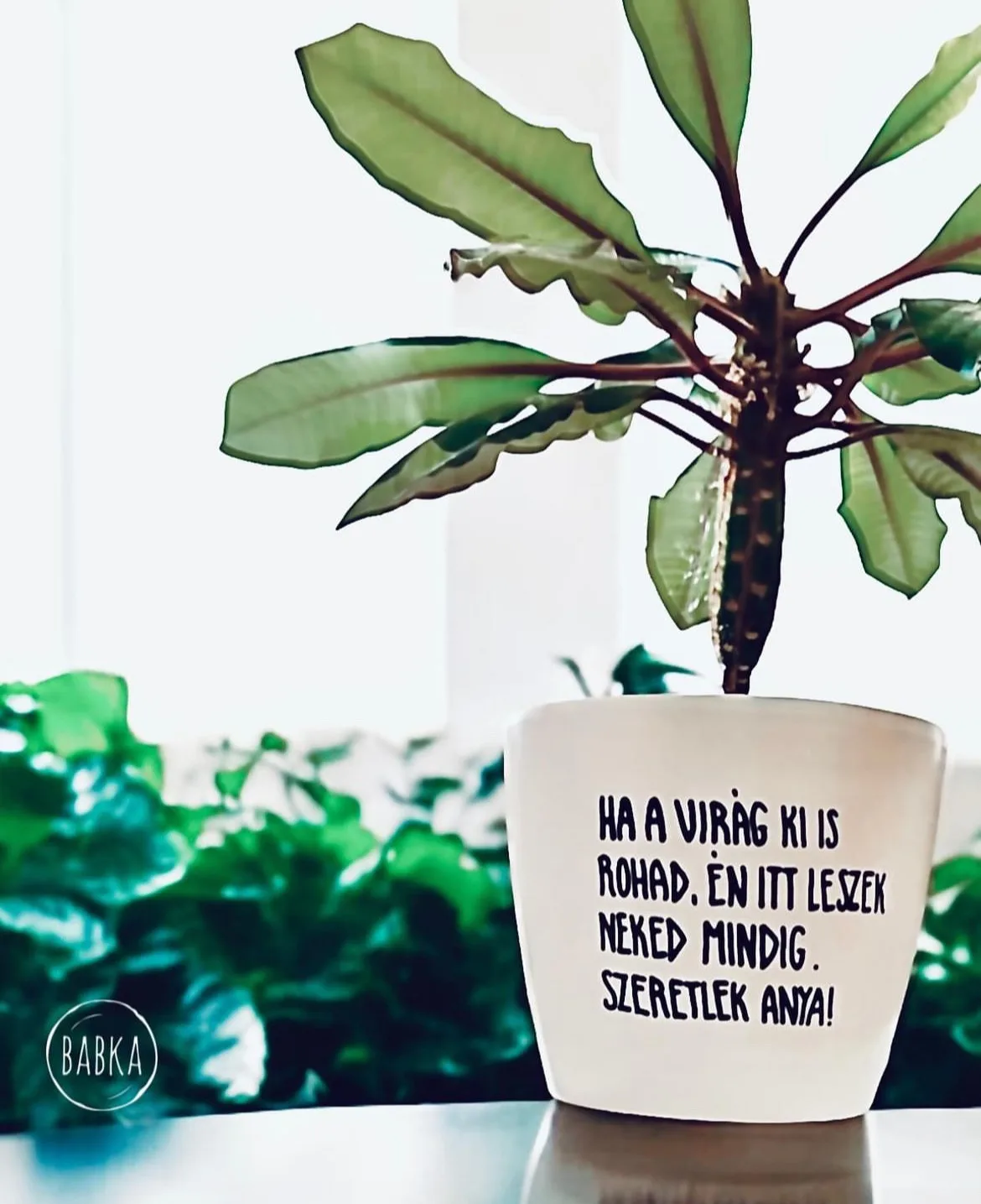 "Anya" kaspó