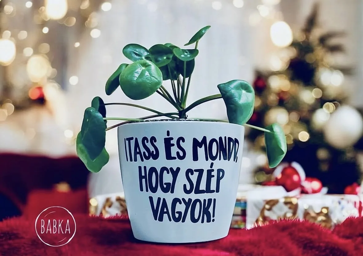 Itass és mondd, hogy szép vagyok! kaspó (szürke)