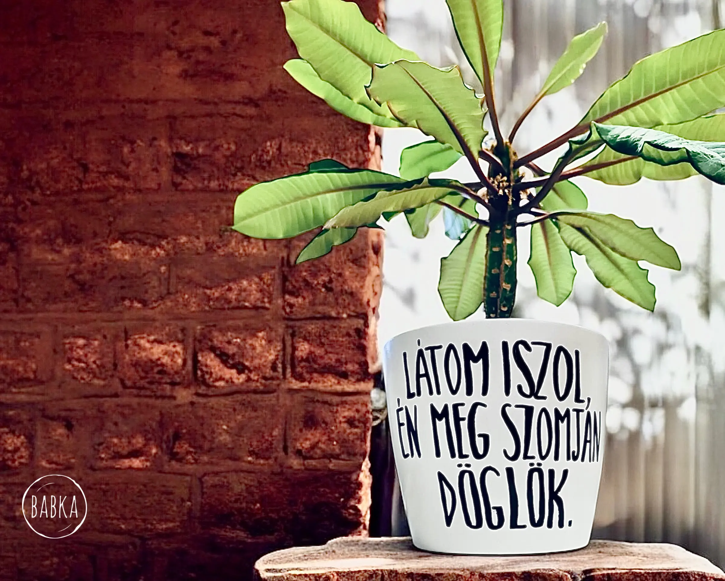 Látom iszol! kaspó