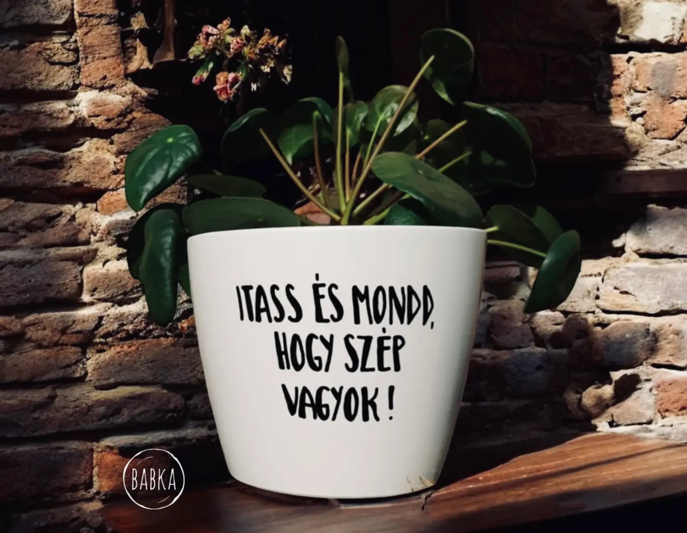 Itass és mondd, hogy szép vagyok! kaspó