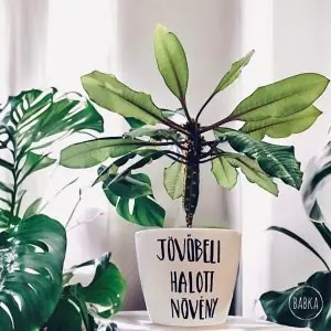 Jövőbeli halott növény (kaspó)