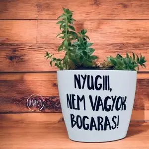 Nem vagyok bogaras! (kaspó)