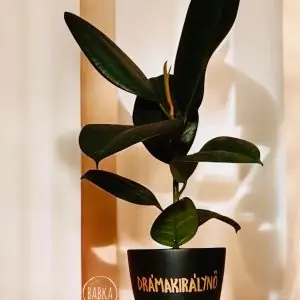 Drámakirálynő kaspó