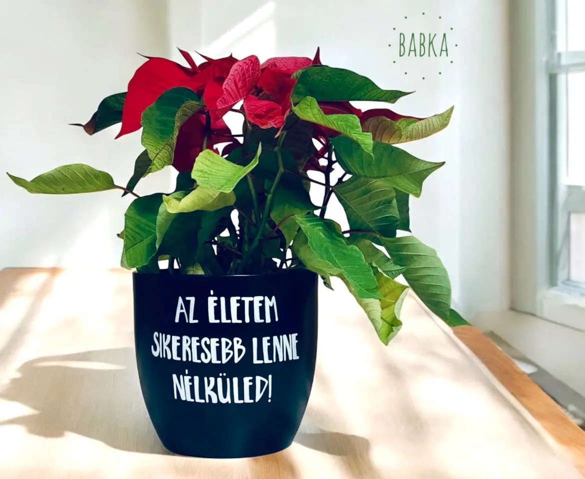 Az életem sikeresebb lenne nélküled! (kaspó)