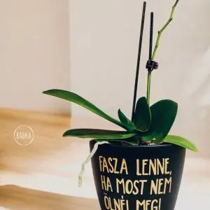 "Fasza lenne" kaspó