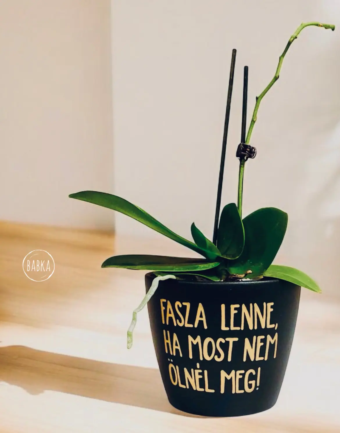 "Fasza lenne" kaspó