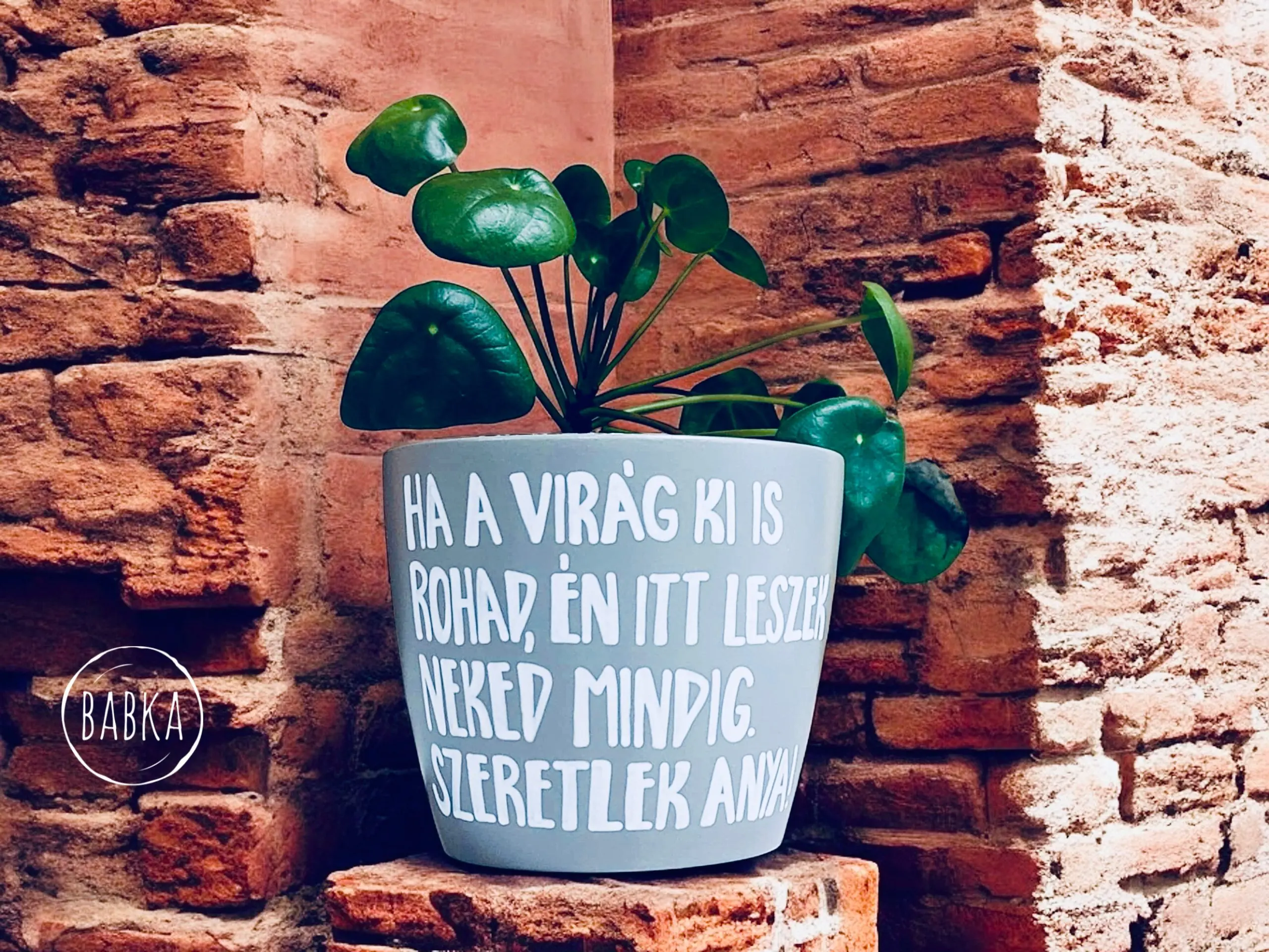 Anya (szürke-limitált) (kaspó)