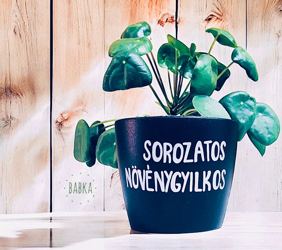Sorozatos növénygyilkos (kaspó)