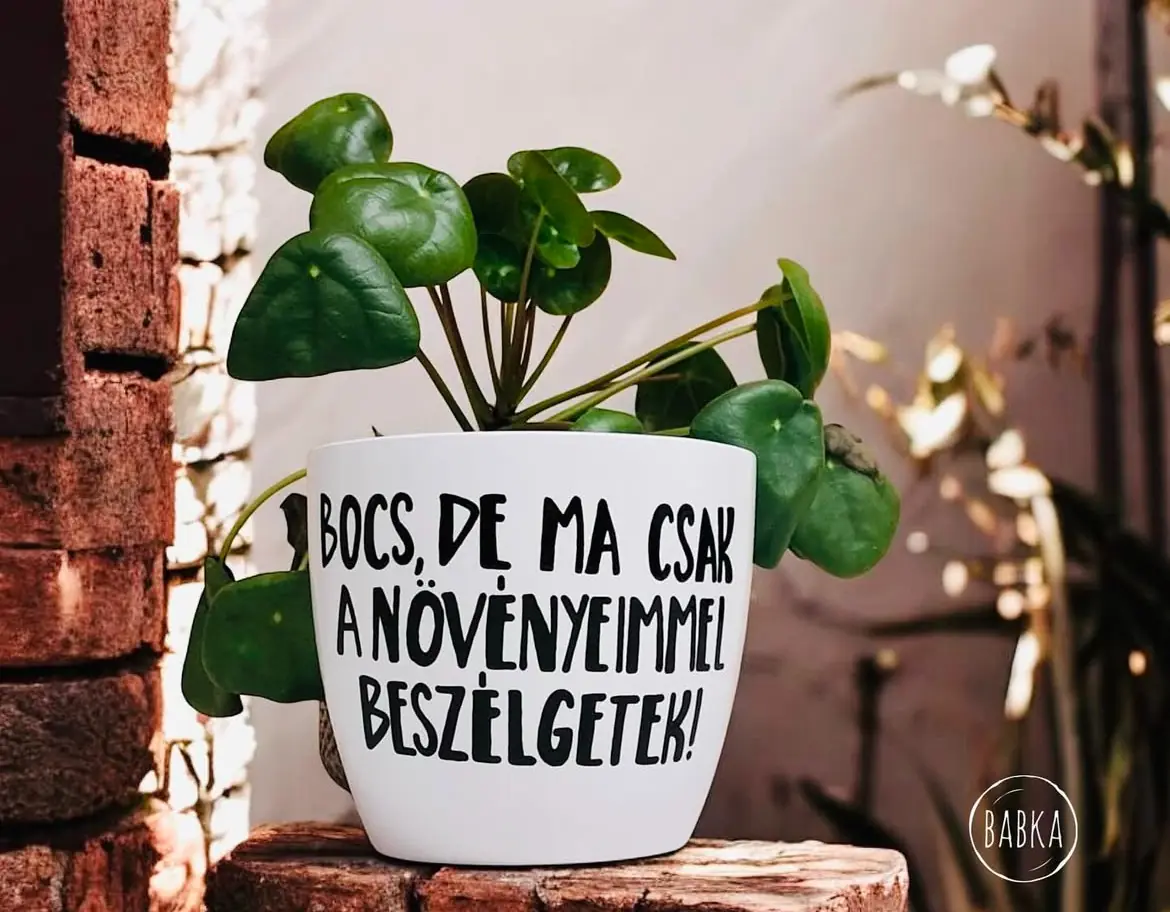 Bocs, de ma csak a növényeimmel beszélgetek! (kaspó)