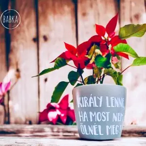 Király lenne, ha most nem ölnél meg! (kaspó)