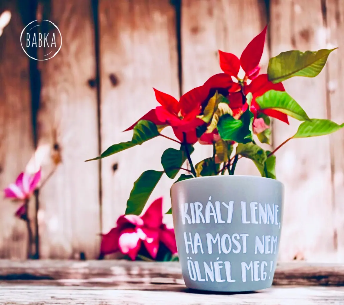 Király lenne, ha most nem ölnél meg! (kaspó)