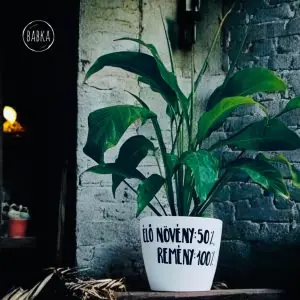 élő növény 50%  remény 100%  (kaspó)