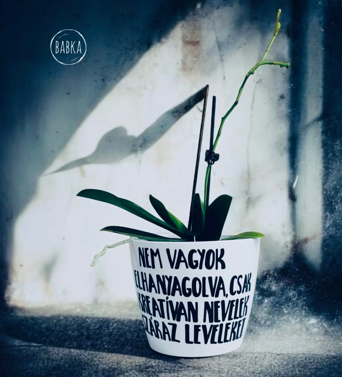 Nem vagyok elhanyagolva (kaspó)