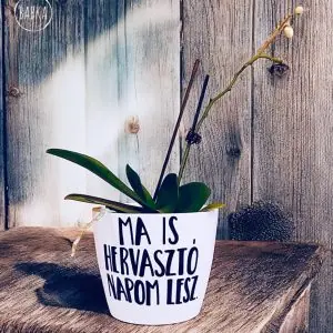 Hervasztó nap (kaspó)