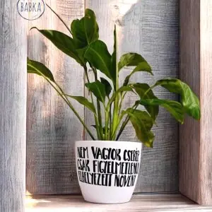 Nem vagyok cserép (kaspó)