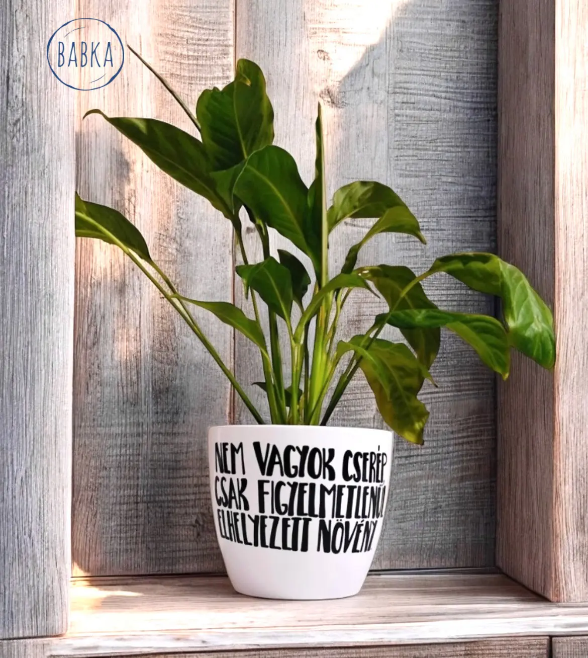 Nem vagyok cserép (kaspó)