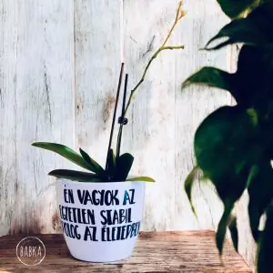 Az egyetlen stabil dolog (kaspó)