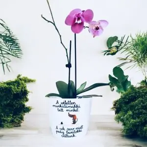 Munkahelyi barátság kaspó