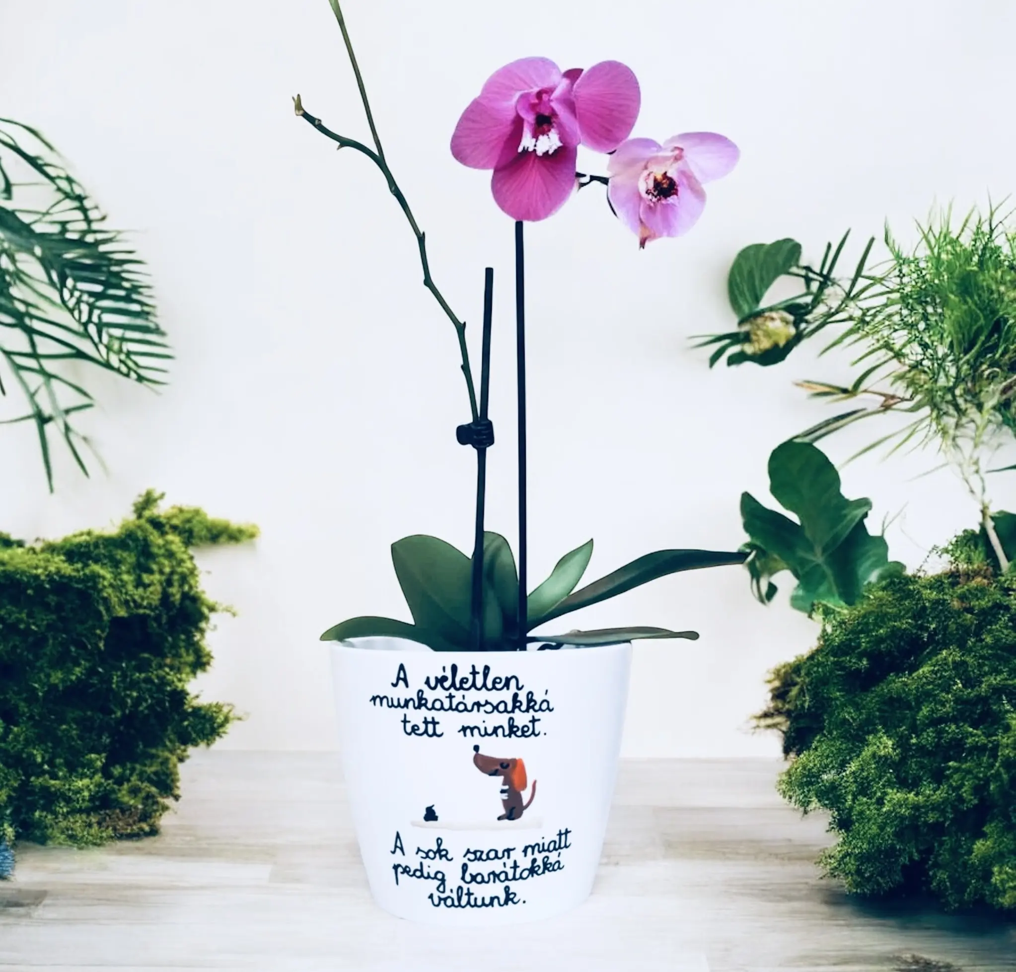 Munkahelyi barátság kaspó