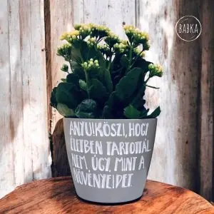 Köszi, Anyu! (kaspó) (szürke)