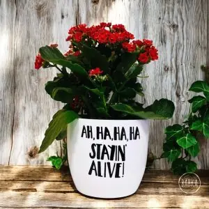 Stayin' alive kaspó