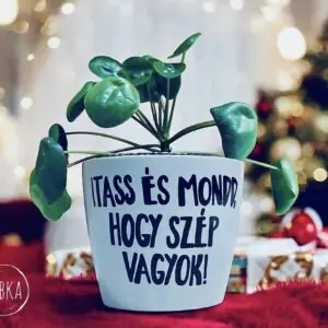 Itass és mondd, hogy szép vagyok! kaspó (szürke)